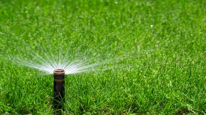 Healthy green lawn